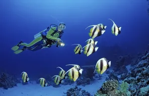 Prints of Diver and bannerfish, Red Sea bannerfish, Heniochus intermedius, Egypt, Sha'ab Marksur, Red Sea Diver and bannerfish, Red Sea bannerfish, Heniochus intermedius, Egypt, Sha'ab Marksur, Red Sea Intermedius Prints: Diver and Red Sea Bannerfish Print