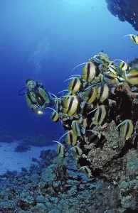 Prints of Diver and bannerfish, Red Sea bannerfish, Heniochus intermedius, Egypt, Sha'ab Marksur, Red Sea Diver and bannerfish, Red Sea bannerfish, Heniochus intermedius, Egypt, Sha'ab Marksur, Red Sea Intermedius Prints: Red Sea Bannerfish Print, Heniochus intermedius