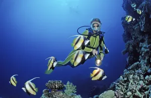 Prints of Diver and bannerfish, Red Sea bannerfish, Heniochus intermedius, Egypt, Sha'ab Marksur, Red Sea Diver and bannerfish, Red Sea bannerfish, Heniochus intermedius, Egypt, Sha'ab Marksur, Red Sea Intermedius Prints: Red Sea Bannerfish Print, Heniochus intermedius