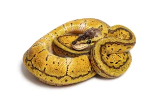 Ball Python Prints: Lemon blast ball python, python regius