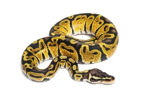 Ball Python Prints: Pastel ball python, Python Regius