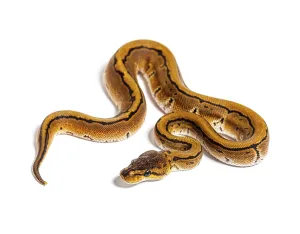 Python Regius Prints: Pinstripe ball python, python regius