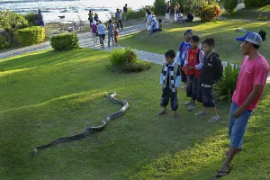 Indonesian Wild Animal Photos Prints: Python (Pythoninae) at Tana Lot Temple