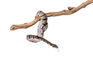 Python Regius Prints: Python regius snaking along a branch