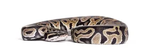 Python Regius Prints: Python regius, against white background