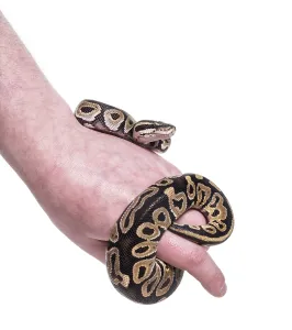 Bright Studio Lighting Prints: Python regius, against white background