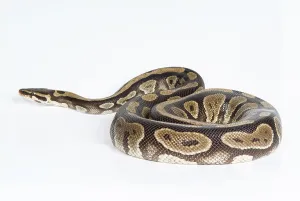 White Background Reptile Photo Prints: Royal python on an isolated studio background