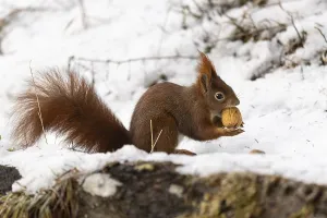 European Squirrel Prints: Squirrel (Sciurus), tree squirrel