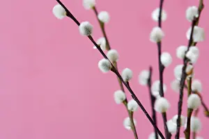 Nature Botany Images Prints: Catkins