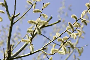 Botanical Images Prints: Catkins