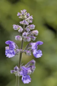 Medicinal Plant Prints: Catnip