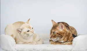 Burmese Cat Breed Prints: Two cats are talking to each other at home