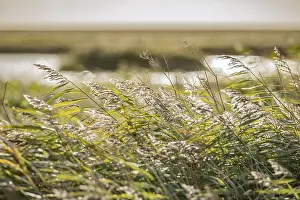 No People On The Road Prints: Cattail grass by the wayside