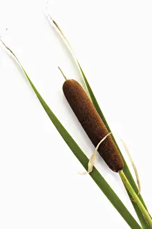 Botany Studio Photography Prints: Cattail (Typha)