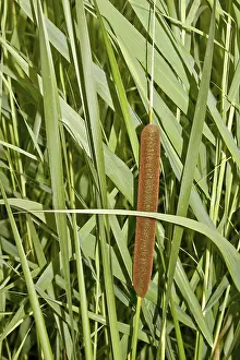 Cattail Plant Prints: Cattail Typha