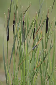 Cattail, Typha latifolia Print