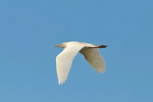 Cattle Egret Print - ImageBROKER