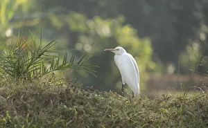 Deserted Landscape With Birds Prints: A Cattle Egret (Bubulcus ibis)