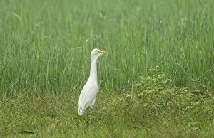 Asia Wildlife Photography Prints: A Cattle Egret (Bubulcus ibis)