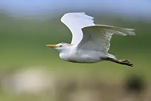European Water Bird Prints: Cattle egret (Bubulcus ibis), in flight