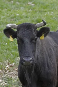Animal Husbandry Photos Prints: Cattle on a pasture