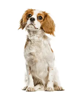 Low Angle View Photo Prints: Cavalier King Charles Spaniel looking up