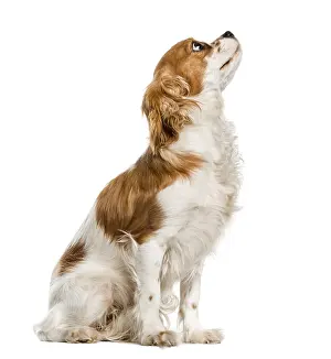 Cavalier King Charles Spaniel Images Prints: Cavalier King Charles Spaniel looking up