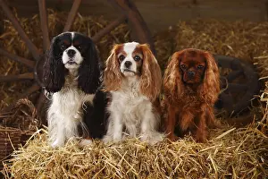 Ruby Cavalier King Charles Spaniel Prints: Cavalier King Charles Spaniel, ruby