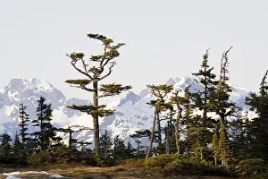 Prints of Cedar trees in evening light, mountains behind, Pacific Coast, Chugach National Forest, Prince William Sound, Alaska, USA Alaska Prints: Cedar Trees in Evening Light Print, Alaska Mountains
