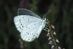 Sloth Prints: Celastrina argiolus, Female Sloth Blue Butterfly Print
