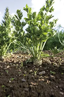 Umbellifer Plant Pictures Prints: Celery (Apium) in a bed