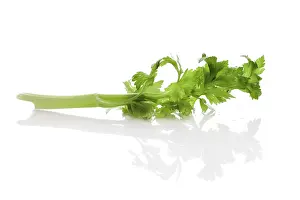 Fresh Green Vegetables Prints: Celery, halm and leaves with reflection on white background