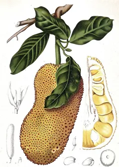 Historic Artwork Reproduction Prints: Cempedac tree, Artocarpus integer