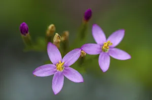 Open Air Plant Life Prints: Centaurium erythraea, common centaury
