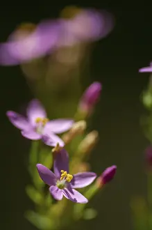 Nature Flora Photos Prints: Centaurium erythraea, common centaury herb
