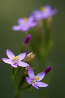 Open Air Plant Life Prints: Centaurium erythraea, common centaury herb