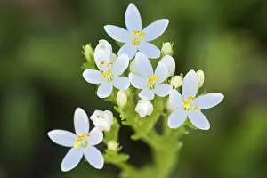 Close Up Nature Photography Prints: Centaury (Centaurium erythraea)