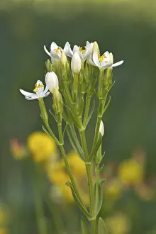Close Up Nature Photography Prints: Centaury (Centaurium erythraea)