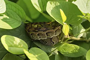 Prints of Central African rock python (Python sebae), young animal lying curled up between leaves, Murchison Falls NP, Uganda African Rock Python Prints: Central African Rock Python Print - Young Animal in Uganda