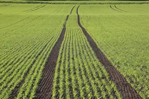 Spring Landscape Prints: Cereal field in spring