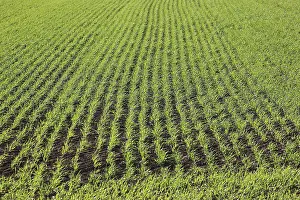 Agricultural Crop Growth Prints: Cereal field in spring