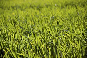 Cereal Cultivation Prints: Cereal grain field in spring