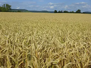 Plant Life Prints: Cereals