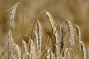 Hoarfrost Landscape Prints: Cereals in August