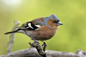 Empty Countryside Landscape Prints: Chaffinch in the apple tree