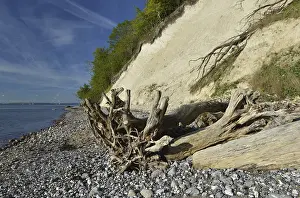 Chalk Cliffs Germany Prints: The chalk cliffs of Rugen