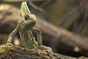 Prints of Chameleon in the wild on a tree Chameleon Prints: Chameleon in the Wild on a Tree Print
