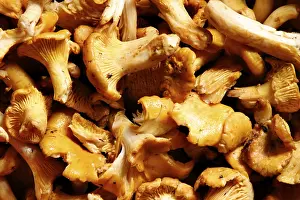 Chanterelle Mushroom Prints: Chanterelle