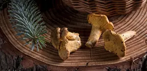 Chanterelle Mushroom Prints: Chanterelle