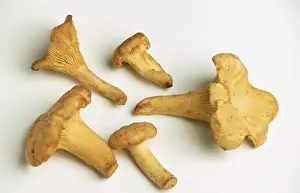 Golden Chanterelle Mushroom Prints: Chanterelle, Eierschwamm oder Rehling